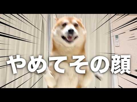 便秘の柴犬をその気にさせたくて頑張るも逆にピンチ サムネイル