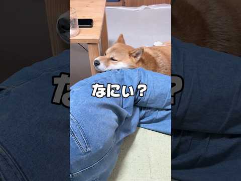 甘え待ちする柴犬　柴犬 shorts サムネイル