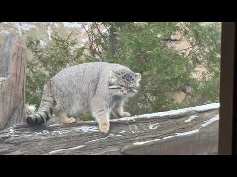 今朝も忙しそうなナゴムくん🤭　マヌルネコ　那須どうぶつ王国にて　2026年1月1日 サムネイル