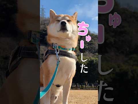 カップルがケンカ後に… 柴犬 shibainu サムネイル