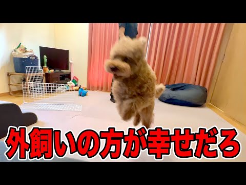 5年間体調不良のないトイプードルの生活は騒がしい。 サムネイル