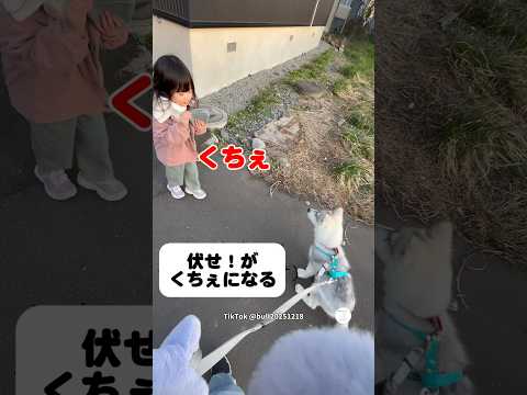 『伏せ』が『くちぇ』になる女の子　ハスキー　シベリアンハスキー　子犬　かわいい犬 面白い サムネイル