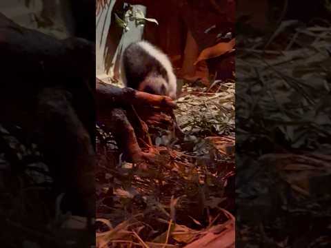 shorts (木の上じゃ無く)床を歩くの初めて見たカモ🤭　ウスイロホソオクモネズミ　埼玉県こども動物自然公園にて　2… サムネイル