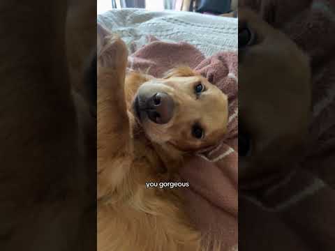 coming home to my golden retriever❤️india retreiver dog pup… サムネイル