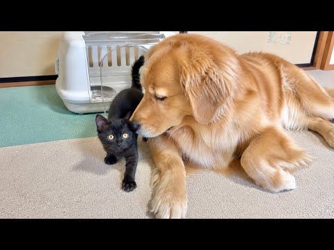 里親が見つからなかった子猫を励ます大型犬...【ゴールデンレトリバー・ボーダーコリー】