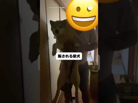 お風呂場に連行される柴犬😂　　　　　　　　　柴犬　犬　犬のいる暮らし 面白い　柴犬のいる暮らし サムネイル
