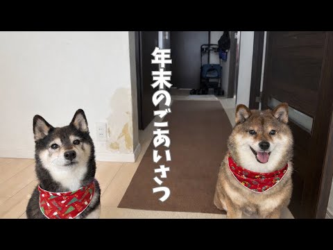 柴犬🐻🐕あずはなから年末のご挨拶 サムネイル