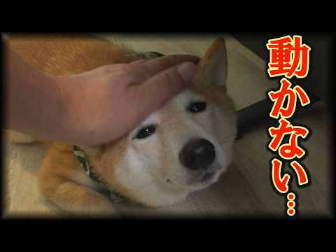食いしん坊の柴犬がご飯を拒否。そして動かない…その理由に笑撃を受けました・・・