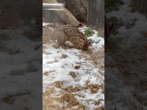 shorts アカツキくん 地面に何か居た？　ツシマヤマネコ　那須どうぶつ王国にて　2026年1月11日 サムネイル