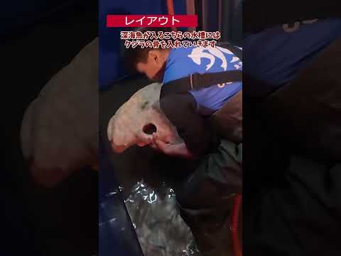 【魚津水族館】ベニズワイガニ激推し水槽誕生！🦀密着ドキュメンタリー✨　shorts サムネイル
