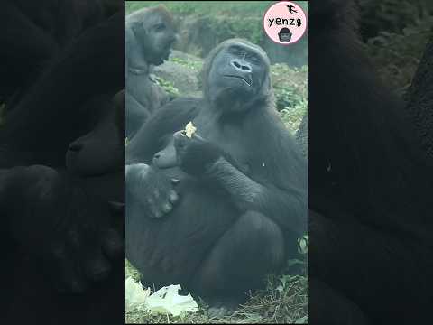 Gorilla Iriki enjoyed the cabbage so much gorillatag taipei…