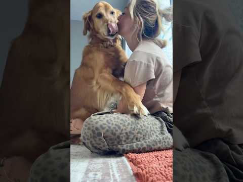 coming home to my golden retriever🥵goldenretreivers dog pup… サムネイル