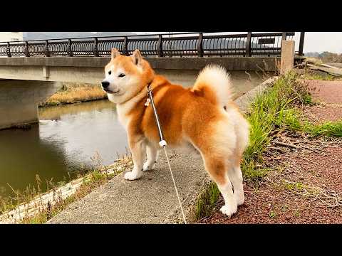 川べりでモデル立ちをし、頭の中でだけは8頭身の柴犬 サムネイル