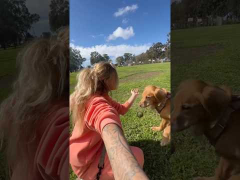 coming home to my golden retriever🥵 goldenretreiver dog ind… サムネイル