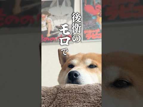 ジブリにポケモンに忙しい柴犬 サムネイル