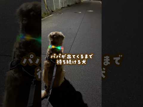 パパがいないと散歩に行かない犬 ゴールデンレトリバー 癒し 大型犬のいる生活 goldenretreiver