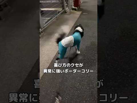 大好きなお友達のママに会えたボーダーコリーの悦び方のクセが強すぎる ボーダーコリー 大型犬 尻尾 shorts サムネイル