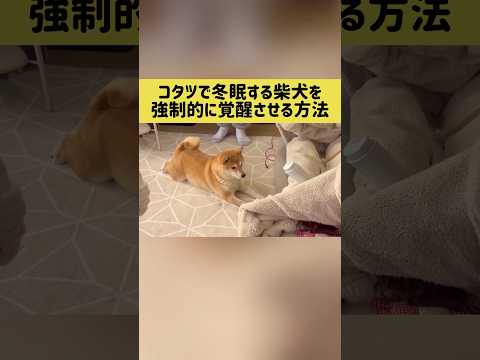コタツで冬眠する柴犬を強制的に覚醒させる方法 柴犬 shibainu shorts サムネイル