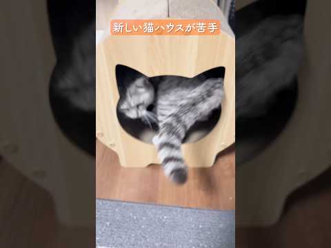 新しい猫ハウスが苦手な保護猫 保護猫 ねこのいる生活