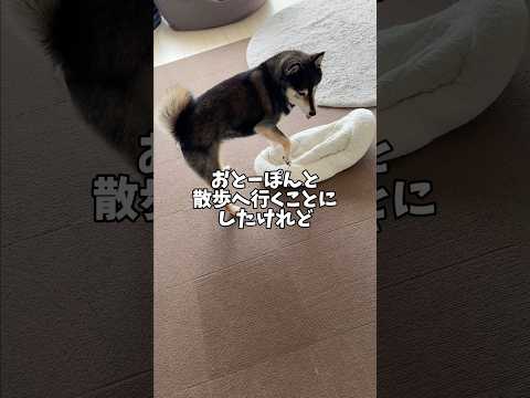11年過ごした飼い主との散歩