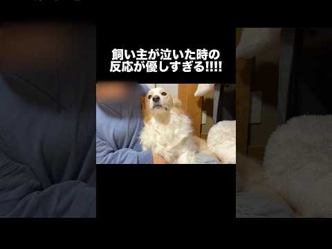 泣いてる飼い主を励ます姿が可愛すぎる...【ボーダーコリー・元保護猫】 サムネイル