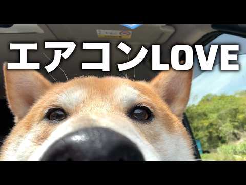 近すぎ注意！その風を最前列で感じる柴犬 サムネイル