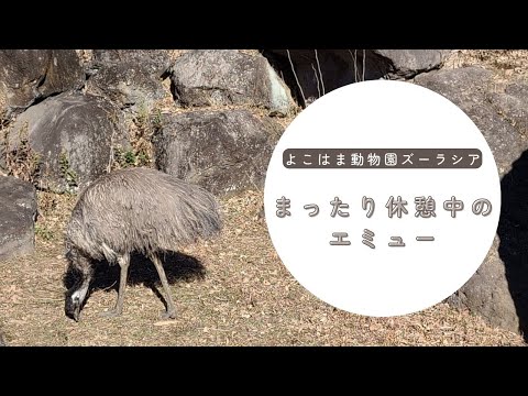 【よこはま動物園ズーラシア】まったり休憩中のエミュー🌞✨ サムネイル