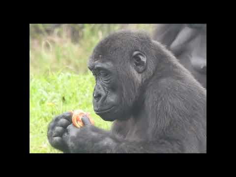 little gorilla Ringo 4y11m old eat tomato.lettuce shorts R吃… サムネイル