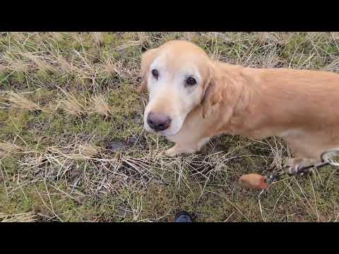 ゴールデンレトリバー親子車から降りた最初の10分間。 サムネイル