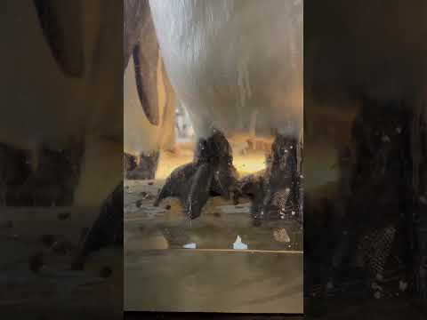 shorts せっかく誰も居ないので、じっくり撮ってみた。　オウサマペンギン　のんほいパークにて　2026年2月13日 サムネイル