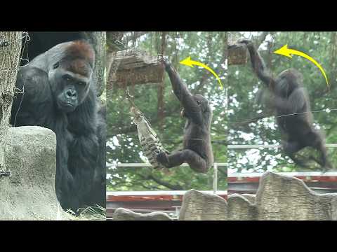 Gorilla Ringo practice jumping skill,energetic Jabali play… サムネイル