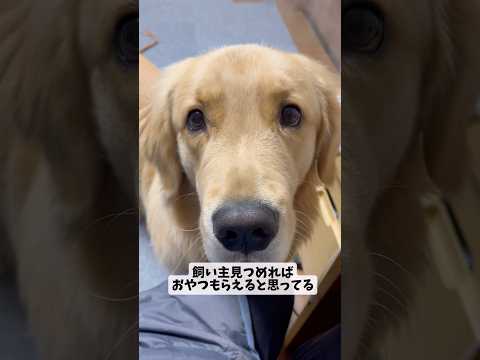あざといモンちゃんgoldenretriever ゴールデンレトリバー サムネイル