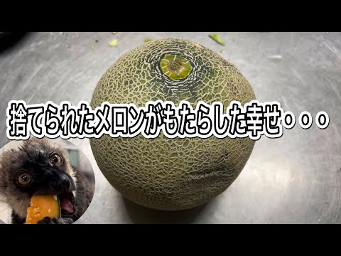 傷んで商品にならず廃棄されるメロン・・・。そんなメロンが動物達にもたらした幸せ♫ サムネイル