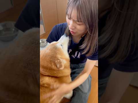 柴犬福 GWの姉と柴犬の再会🤣Sis and Shiba🤣姉と柴 shorts japanesedog 柴犬 shib… サムネイル