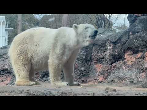 クッキーさん出て来てくれた〜！！　  ホッキョクグマ　のんほいパークにて　2026年1月23日 サムネイル