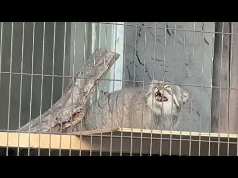 その会話は成立してるのか⁈ マヌルネコのこども　東山動植物園にて　2025年12月12日 サムネイル