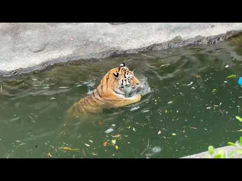 途中まで小枝を咥えて泳いでいたサーシャちゃん　アムールトラ　浜松市動物園にて　2026年4月5日 サムネイル
