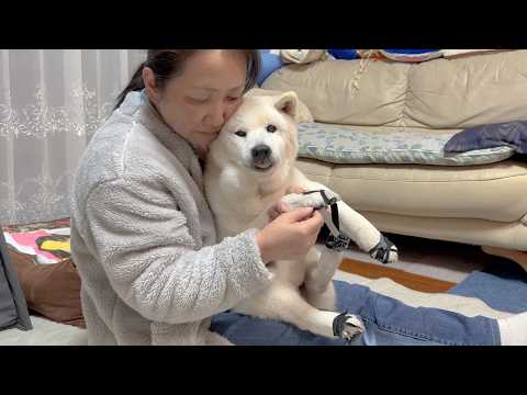 GW最終日で悲しみに暮れる母に特大のエールと癒しを送る最高の柴犬 サムネイル