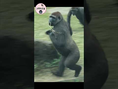 active Tayari 😆 gorilla gorillatag taipeizoo 金剛猩猩 台北市立動物園 f…