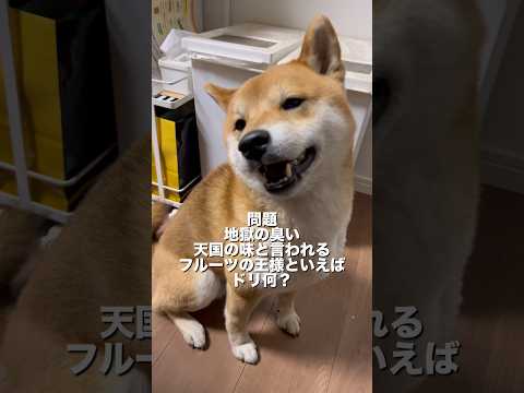 柴犬とん君には、臭いがキツすぎるかなぁ　柴犬　柴犬とん サムネイル