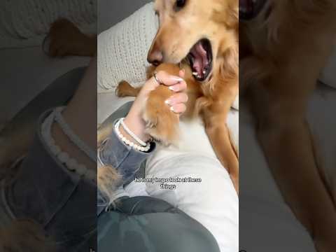 coming home to my golden retriever🥵 goldenretreiver dog ind… サムネイル