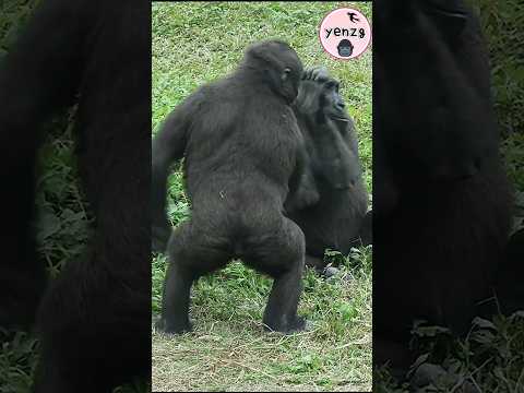 金剛猩猩Ringo好盧,太可愛啦😆 gorilla taipeizoo 台北市立動物園 cuteanimals sho… サムネイル