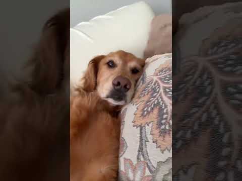 coming home to my golden retriever🥵 goldenretreiver dog ind… サムネイル