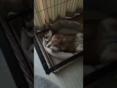 柴犬🐕に寝姿を見に行ったら・・・ サムネイル