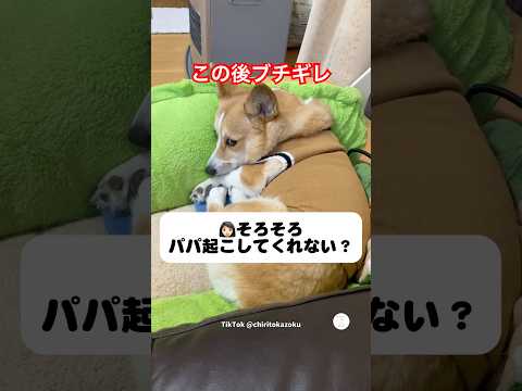 パパを起こす役は譲れない犬😂　　　コーギー　犬　かわいい犬 かわいい 面白い サムネイル