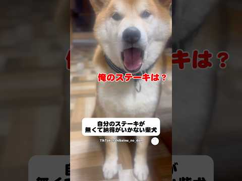 ステーキを食べたい柴犬が喋りまくる　柴犬　犬　面白い　犬のいる暮らし かわいい犬 サムネイル