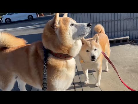 柴犬福 柴友とお菓子食べる柴犬🥰Shiba-Friend😍 サムネイル