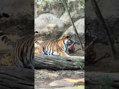 shorts サーシャちゃん　鹿肉を加えて〜　アムールトラ🐯　浜松市動物園　　2026年2月14日  IMG 8476 サムネイル