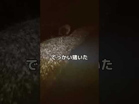 暗闇の中に謎の大きな物体が見えたからゆっくり近づいてみる イノシシ 猪 野生動物 shorts サムネイル