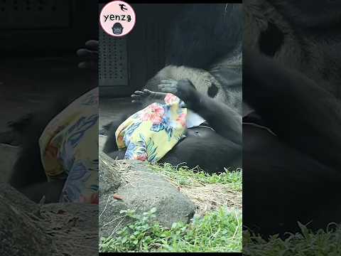 Tayari 拿走Jabali的花布開心拍胸 gorilla gorillatag taipeizoo 金剛猩猩 台北… サムネイル